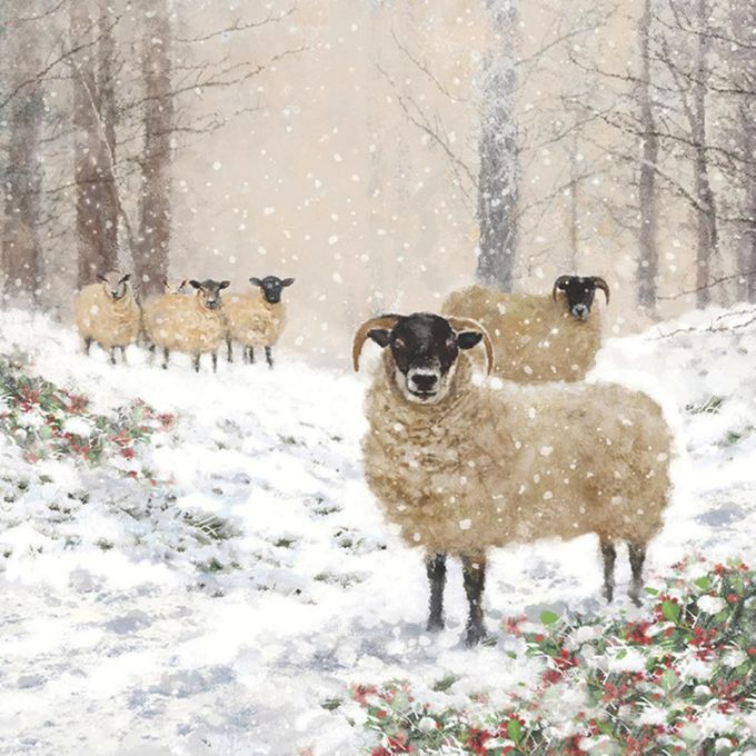 Highland Sheep Beverage Napkins