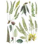 Fronds Botanical Transfer by IOD