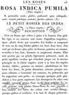 Le Petite Rosier Transfer by IOD