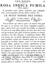 Le Petite Rosier Transfer by IOD
