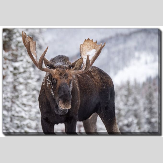 A Moose in Winter - 22" x 28"
