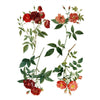 Redoute 4 Transfer by IOD