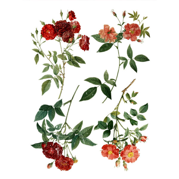 Redoute 4 Transfer by IOD