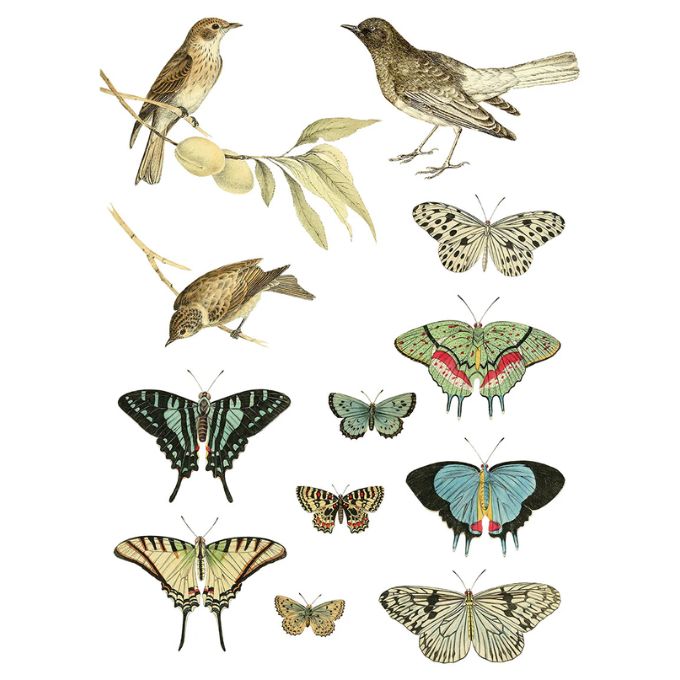 Entomology Transfer By IOD