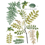 Fronds Botanical Transfer by IOD