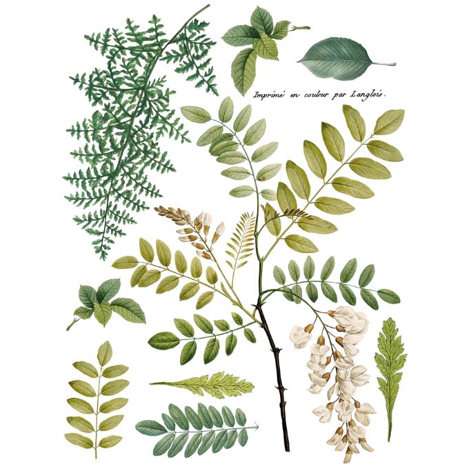 Fronds Botanical Transfer by IOD