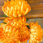 Yellow Football Mum Floral Bush - 20"