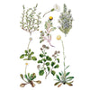 Sarah Featon's Botanicals Transfer by IOD