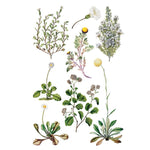 Sarah Featon's Botanicals Transfer by IOD