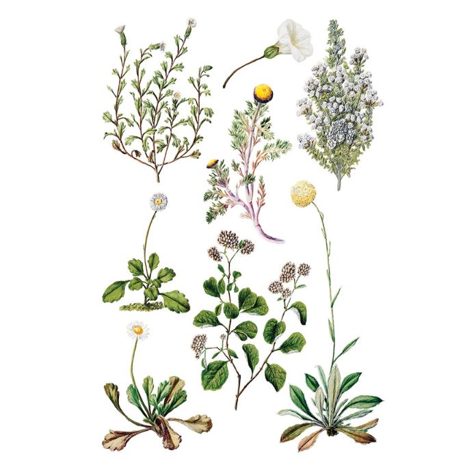 Sarah Featon's Botanicals Transfer by IOD