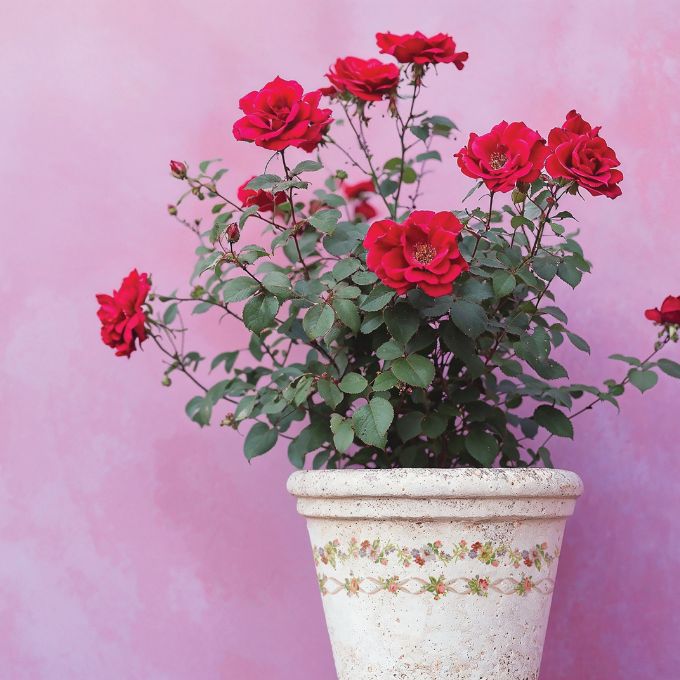 Ditsy Bloom Paint Inlay by IOD - Limited Edition