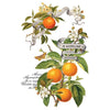 Vintage-style illustration of oranges on a branch with flowers and text. Clementine Transfer by IOD available at Rustic Ranch Furniture and Decor.