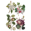 Decorative elements with floral and botanical designs, featuring fruits and leaves, on a white background. Clementine Transfer by IOD available at Rustic Ranch Furniture and Decor.
