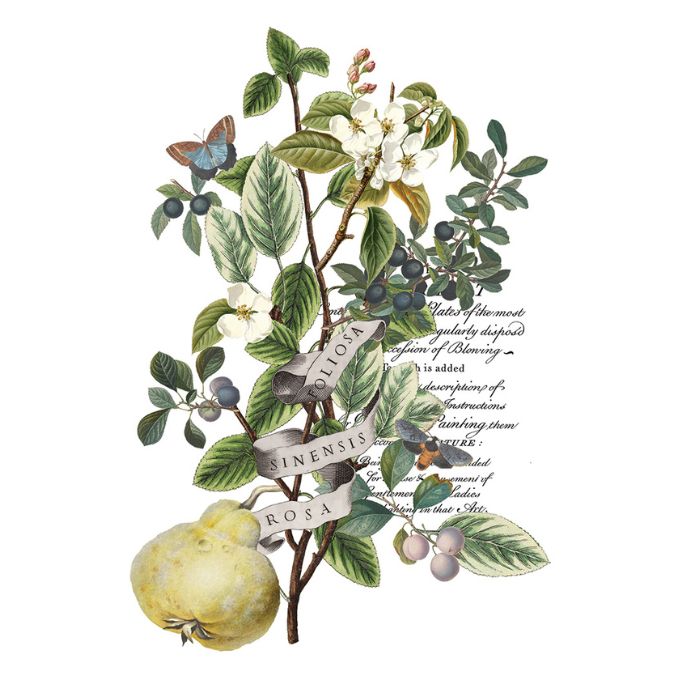 Botanical illustration with leaves, flowers, and text on a white background. Clementine Transfer by IOD available at Rustic Ranch Furniture and Decor.