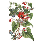 Illustration of a red flower with green leaves and red berries on a white background. Clementine Transfer by IOD available at Rustic Ranch Furniture and Decor.