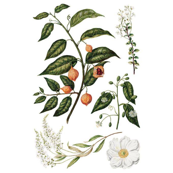 Sarah Featon's Botanicals Transfer by IOD