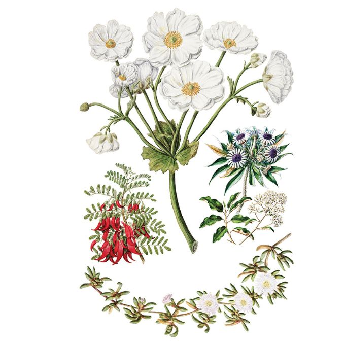 Sarah Featon's Botanicals Transfer by IOD