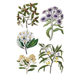 Sarah Featon's Botanicals Transfer by IOD