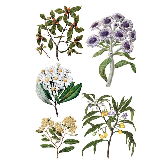 Sarah Featon's Botanicals Transfer by IOD