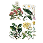 Sarah Featon's Botanicals Transfer by IOD