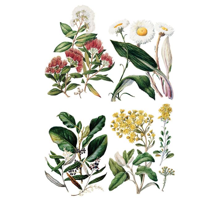 Sarah Featon's Botanicals Transfer by IOD
