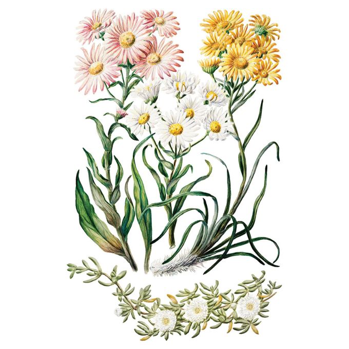 Sarah Featon's Botanicals Transfer by IOD