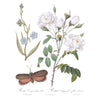 Brocante Transfer by IOD