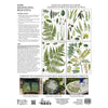 Fronds Botanical Transfer by IOD
