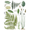 Fronds Botanical Transfer by IOD