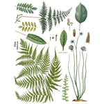 Fronds Botanical Transfer by IOD