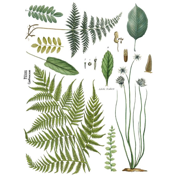 Fronds Botanical Transfer by IOD