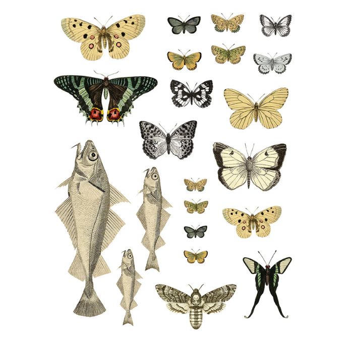 Entomology Transfer By IOD