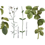 Flora Parisiensis Transfer Pad by IOD