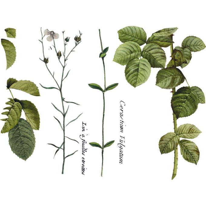 Flora Parisiensis Transfer Pad by IOD