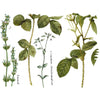 Flora Parisiensis Transfer Pad by IOD