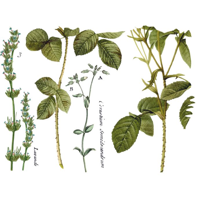 Flora Parisiensis Transfer Pad by IOD