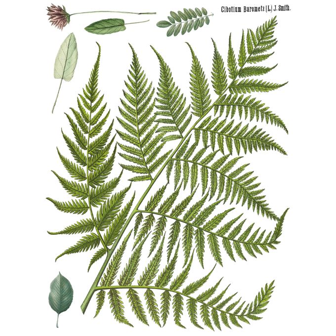Fronds Botanical Transfer by IOD