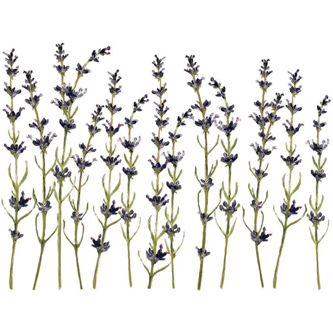 Painterly Floral Transfer Pad by IOD