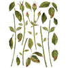 Painterly Floral Transfer Pad by IOD