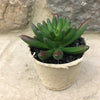 MINI SUCCULENTS BY MUDPIE-Rustic Ranch