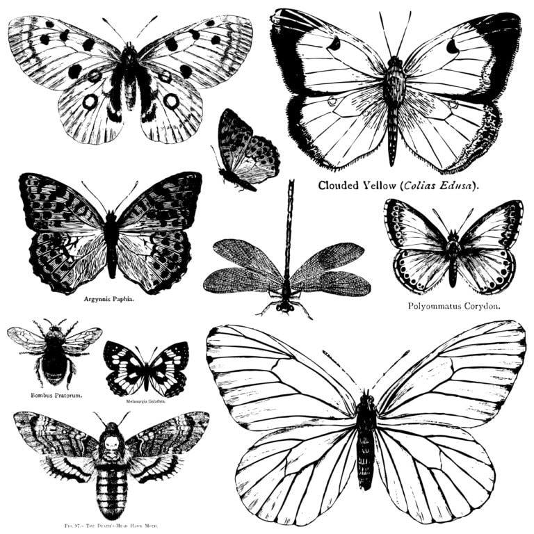 Butterflies Decor Stamp by IOD